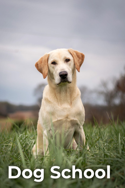Dog School - Season 1