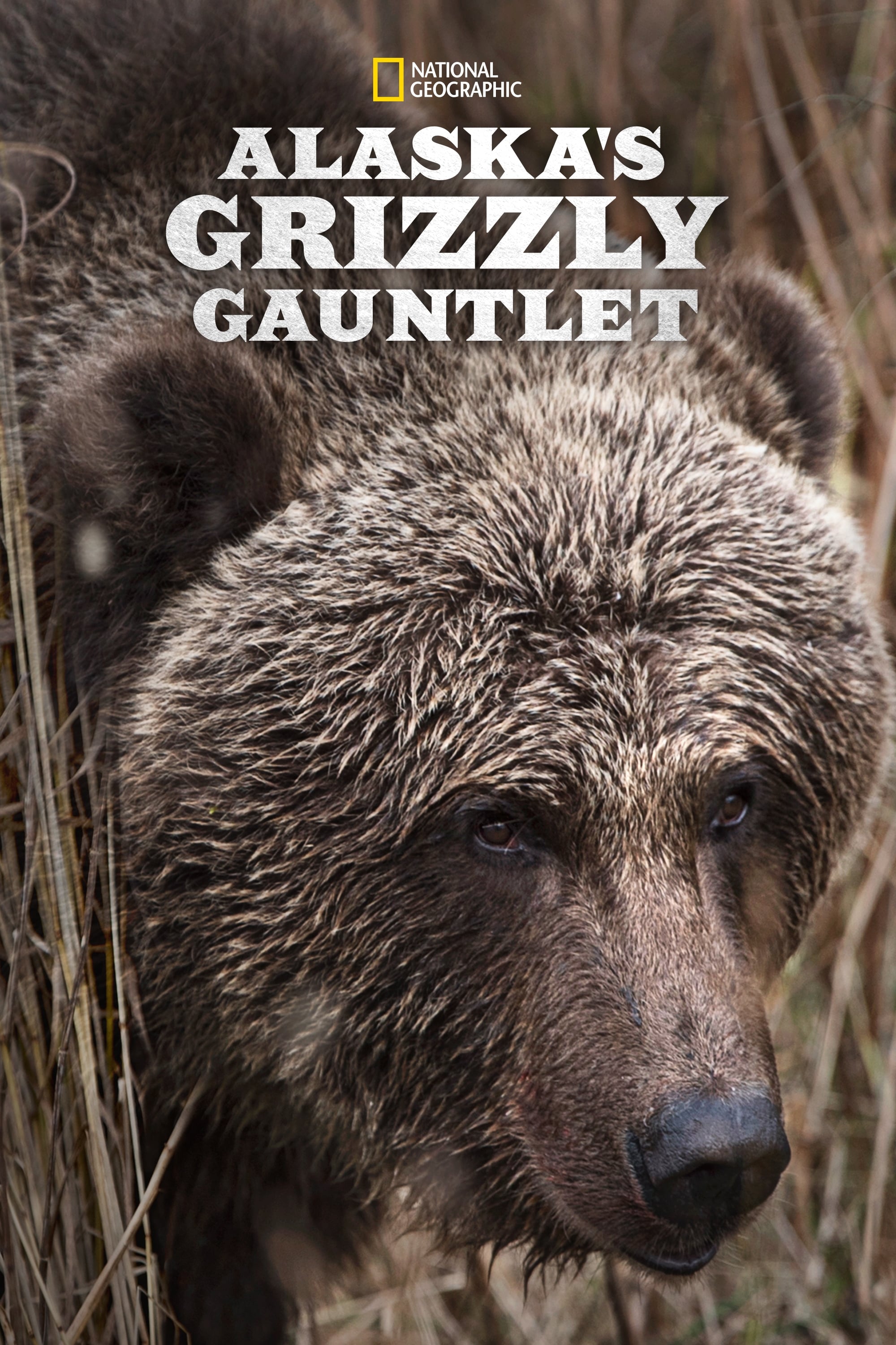 Alaskas Grizzly Gauntlet - Season 1